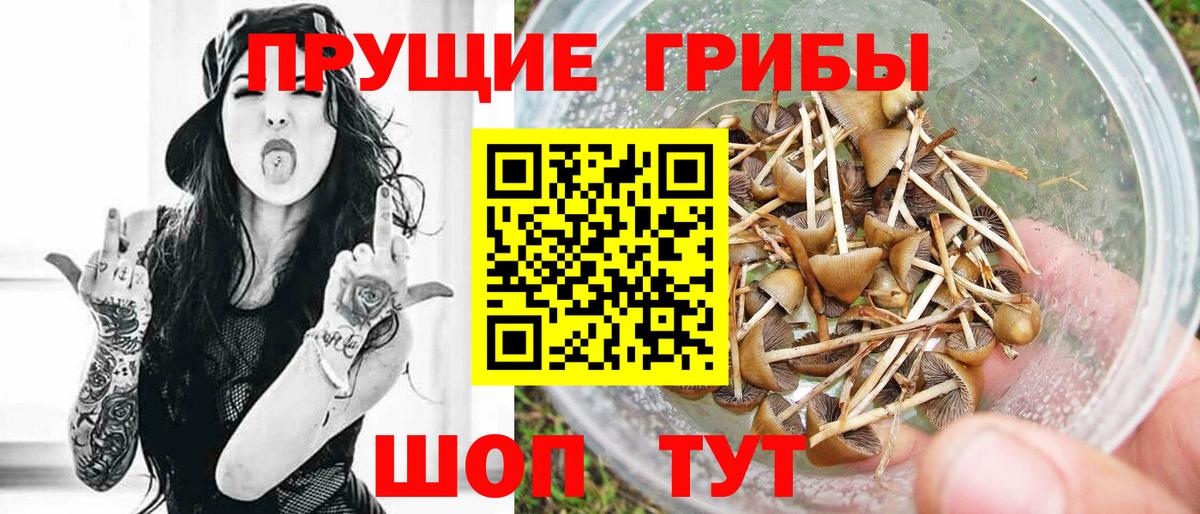 Волхов  Псилоцибиновые грибы ЛСД  цена наркотик  Вход с VPN 